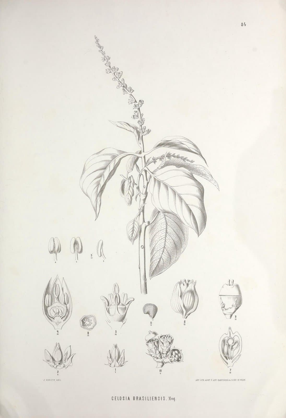 Celosia grandifolia Moq.