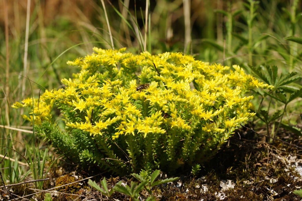 Sedum sexangulare L.