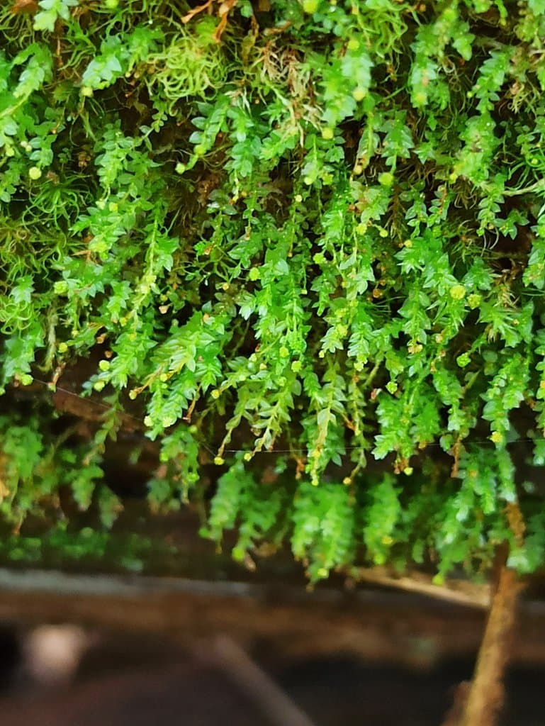Tetraphis pellucida Hedw.