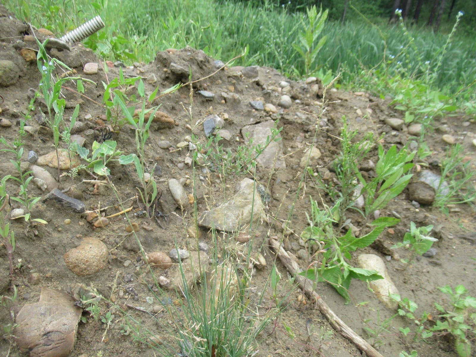 Puccinellia hauptiana (V.I.Krecz.) Kitag.