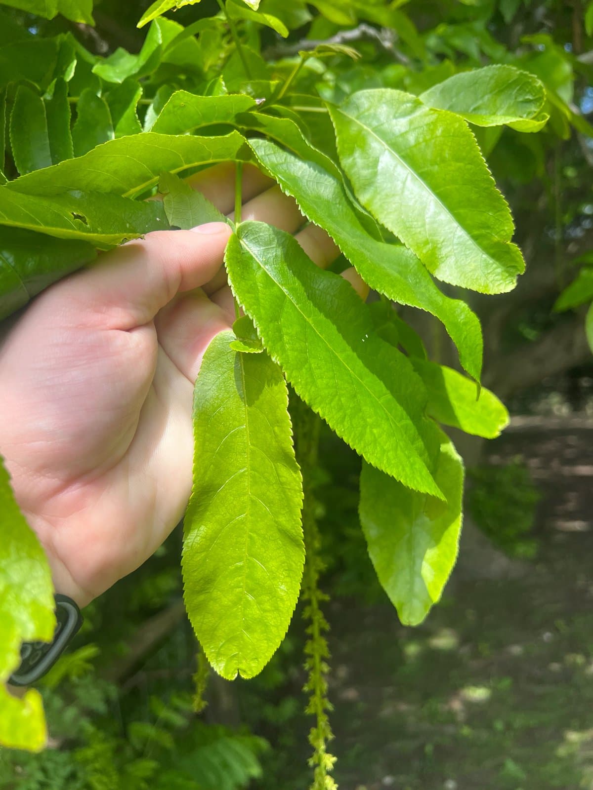 Pterocarya fraxinifolia (Poir.) Spach