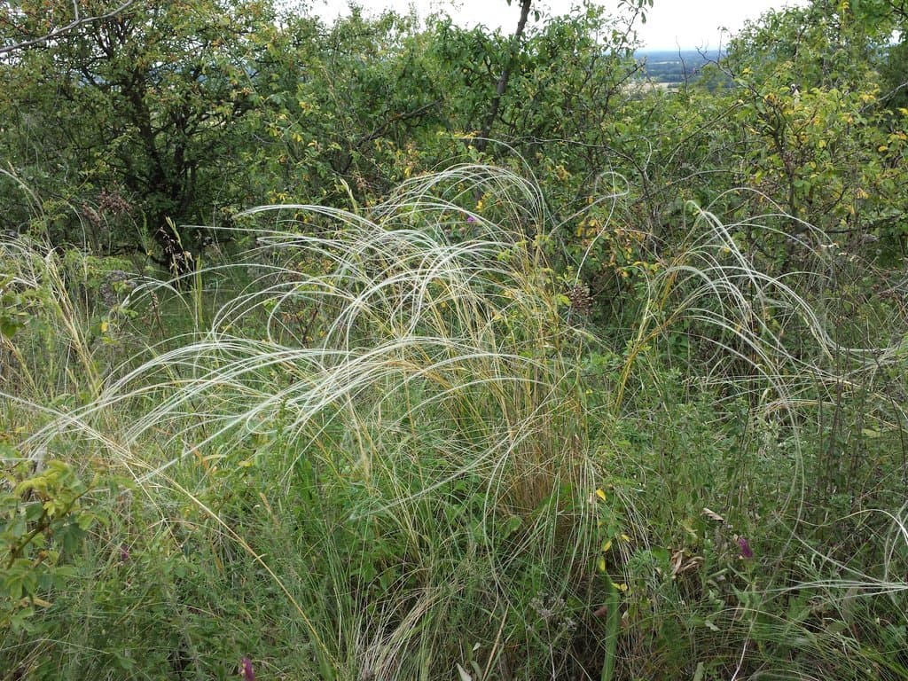 Stipa tirsa Steven