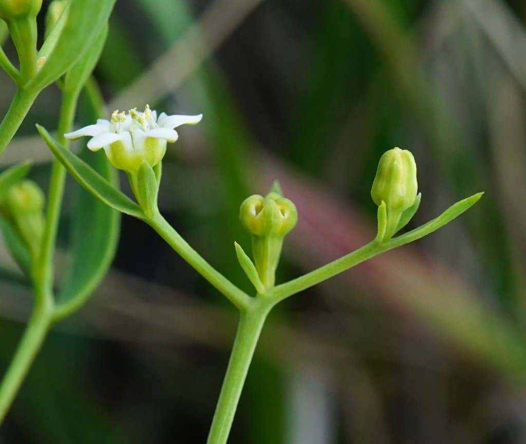 Thesium linophyllon L.