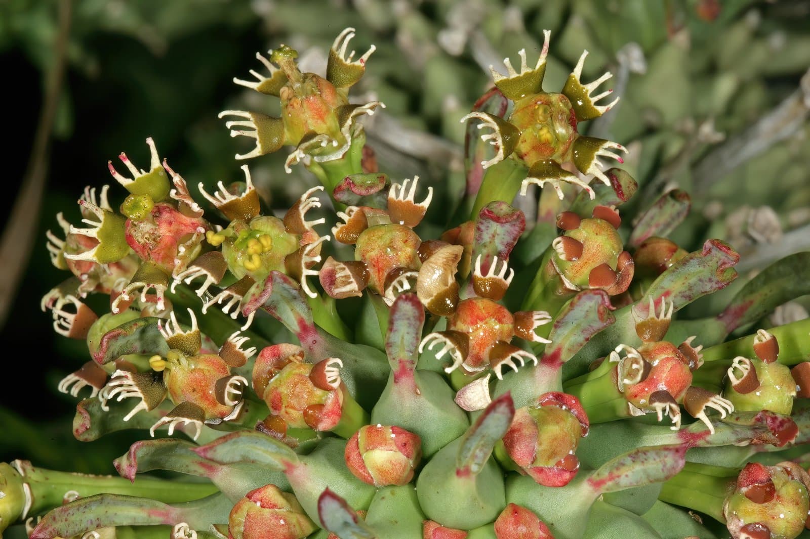 Euphorbia caput-medusae L.
