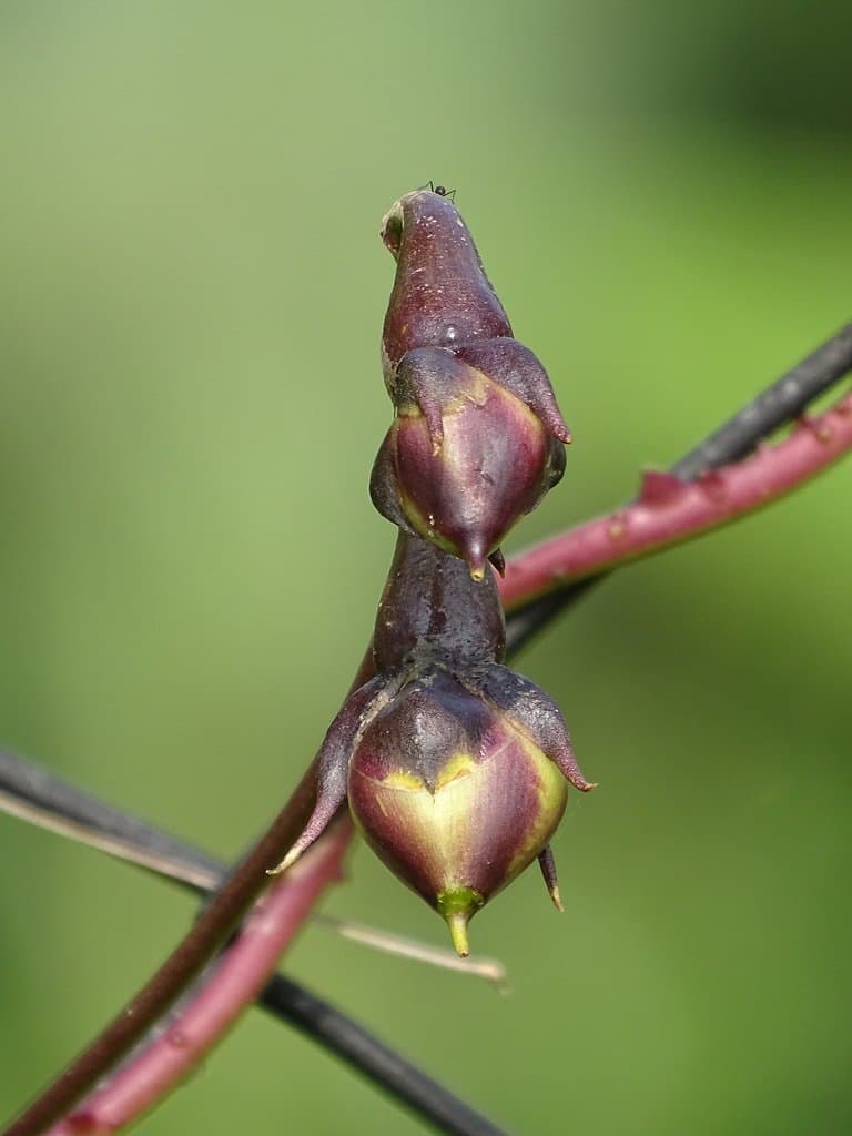 Ipomoea alba L.