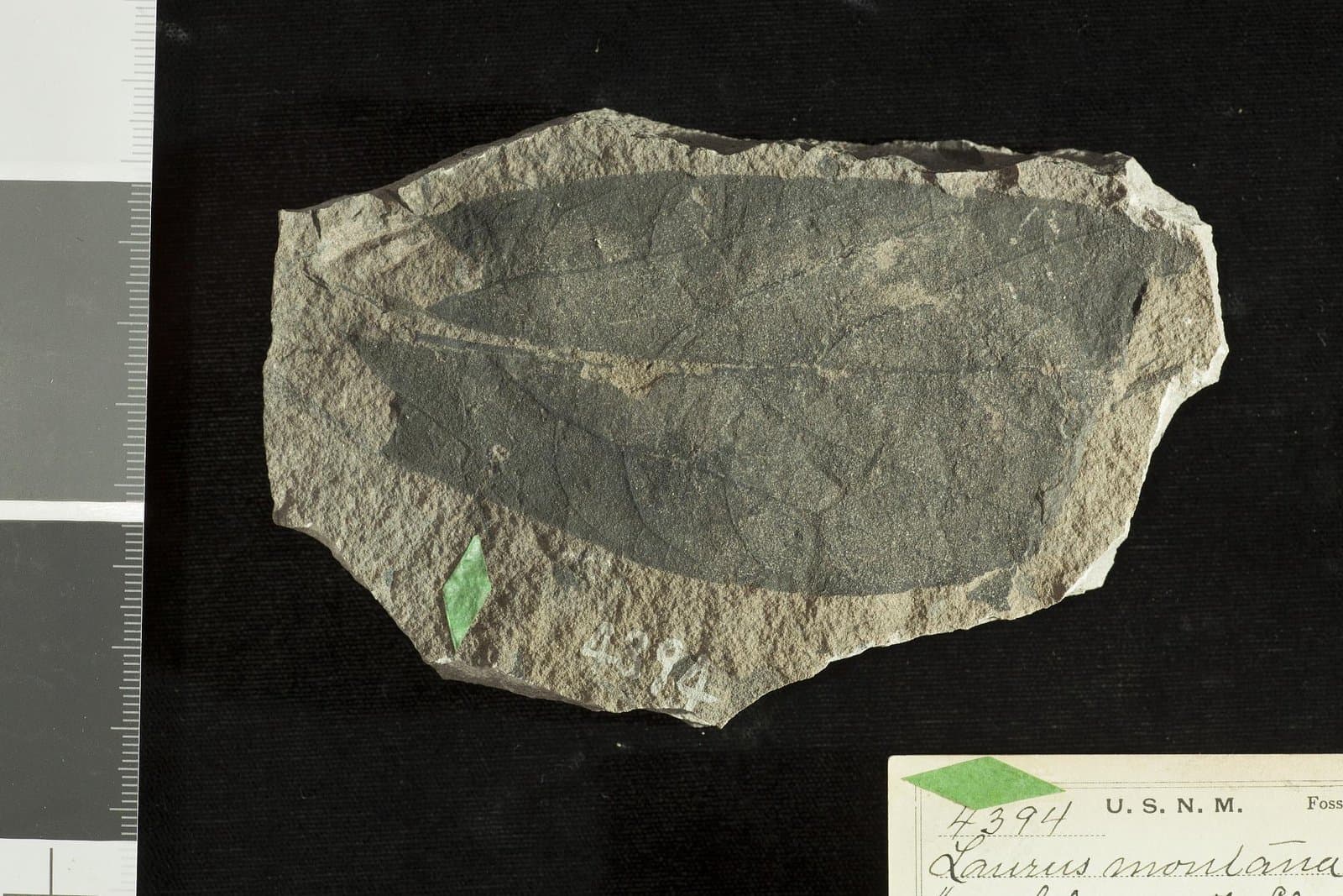 Laurus montana Knowlton, 1899