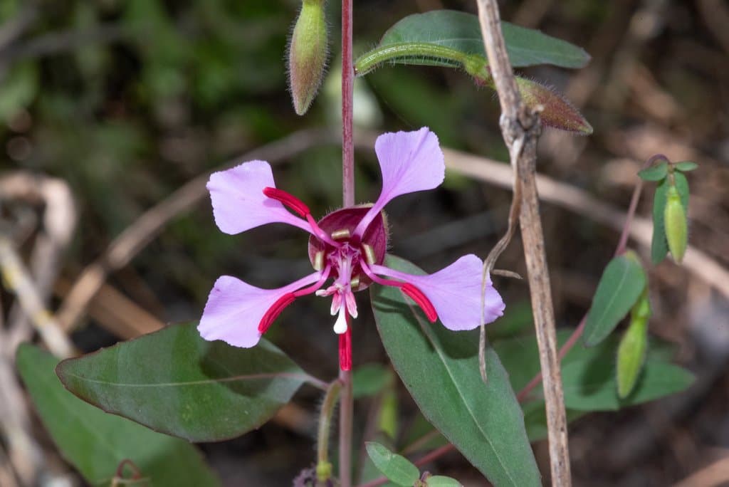 Clarkia unguiculata Lindl.