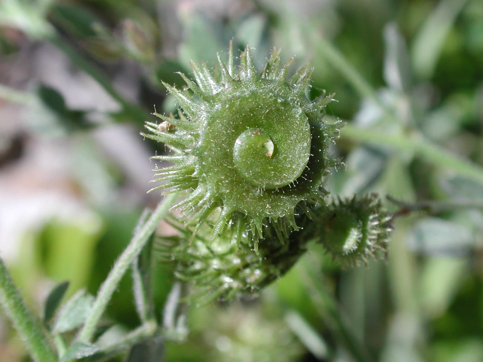 Medicago disciformis DC.