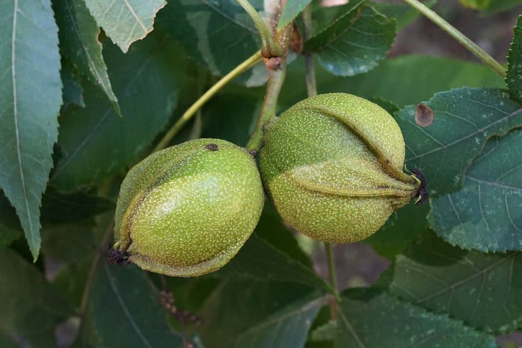Carya cordiformis (Wangenh.) K.Koch