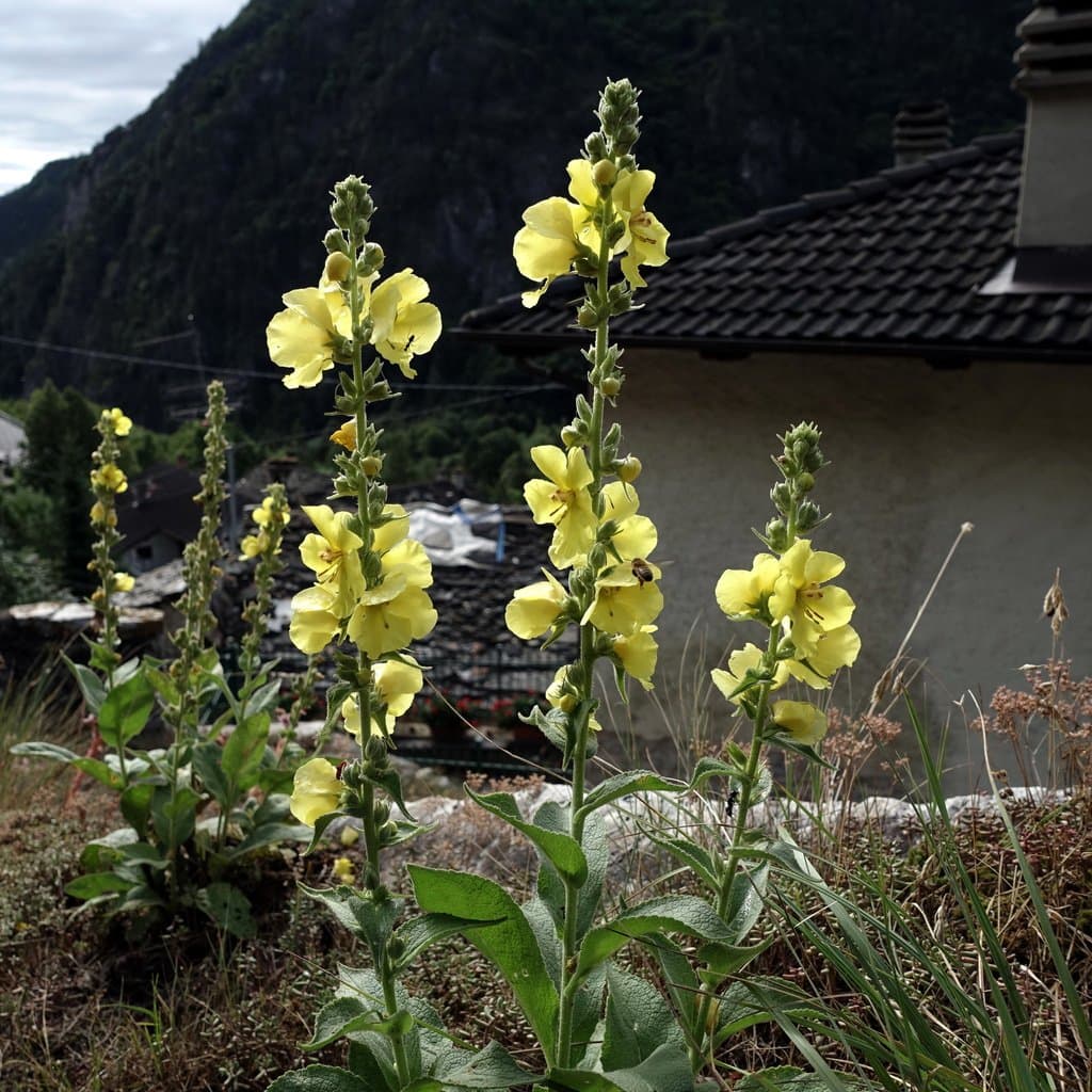 Verbascum phlomoides L.