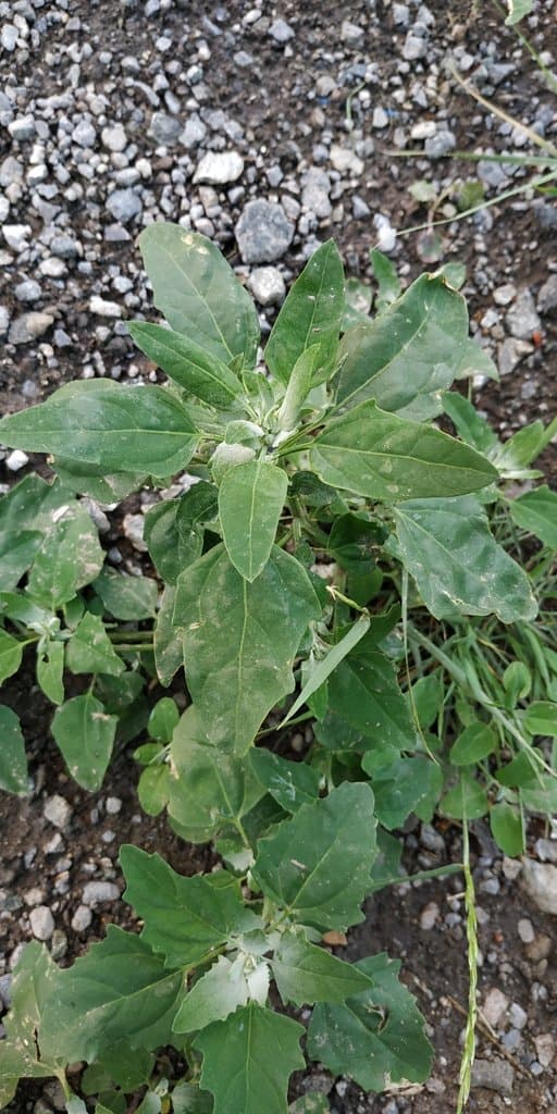 Chenopodium suecicum Murr