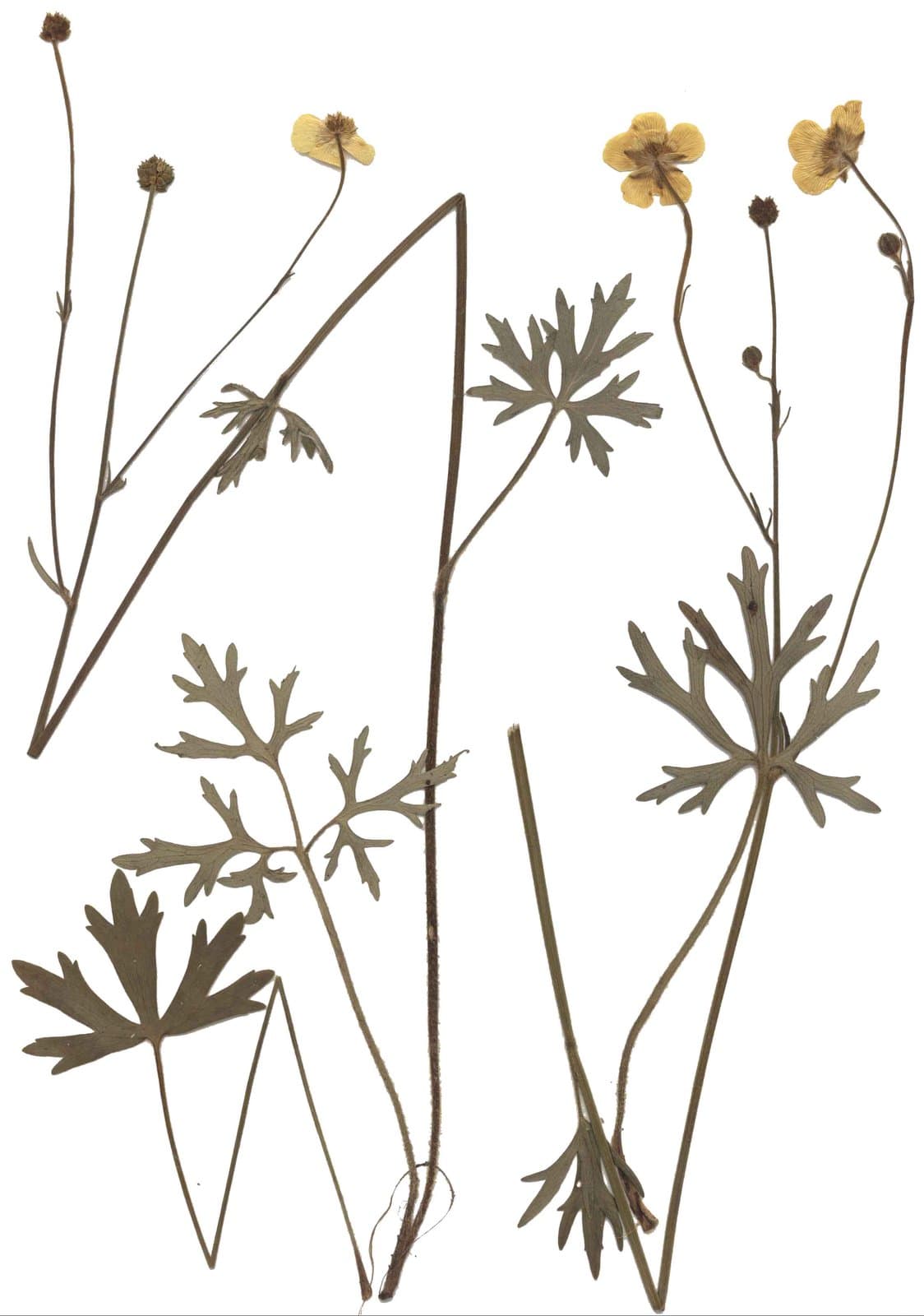 Ranunculus polyanthemos L.