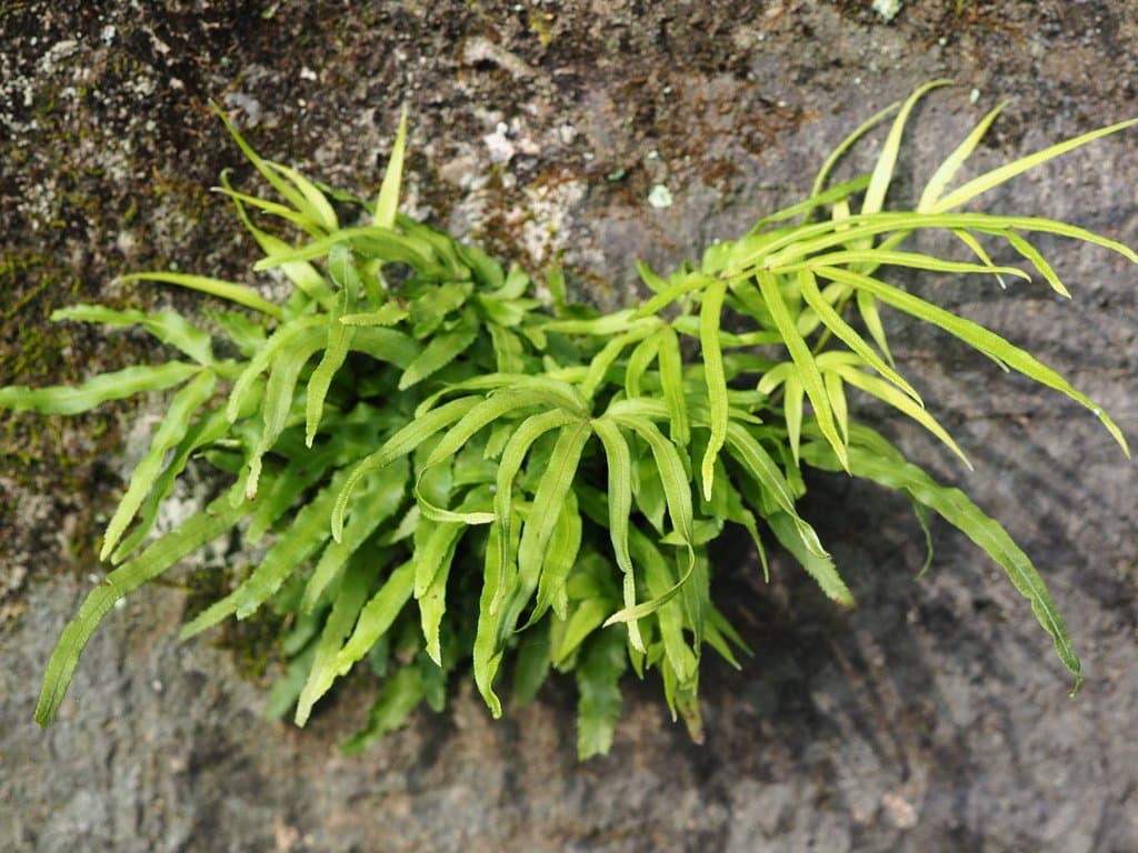 Pteris multifida Poir.