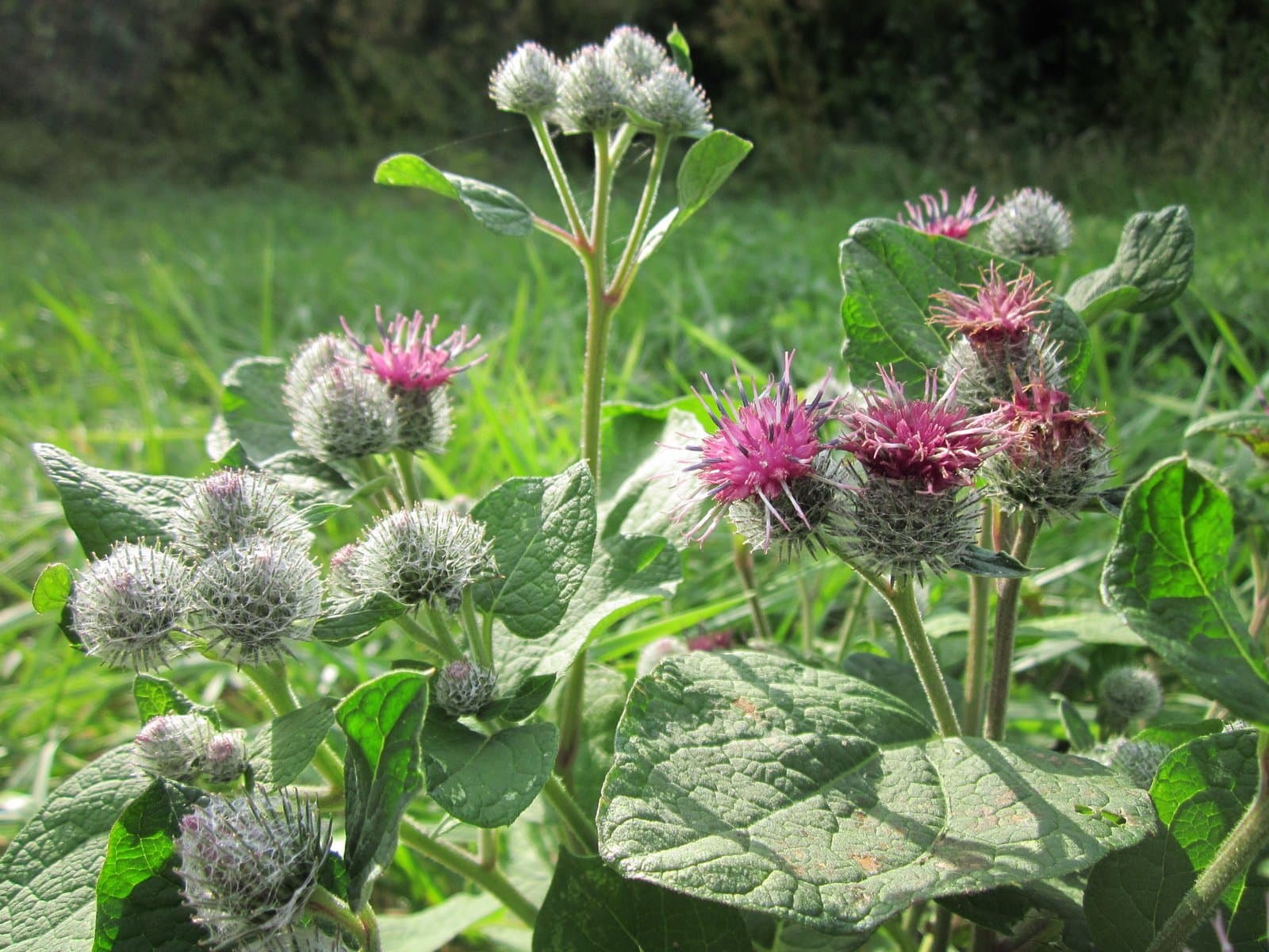 Arctium tomentosum Mill.