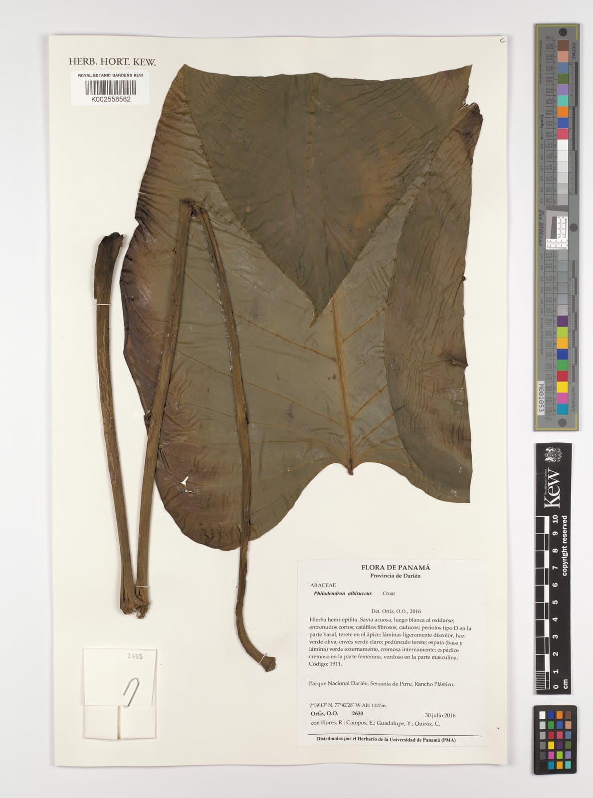 Philodendron albisuccus Croat