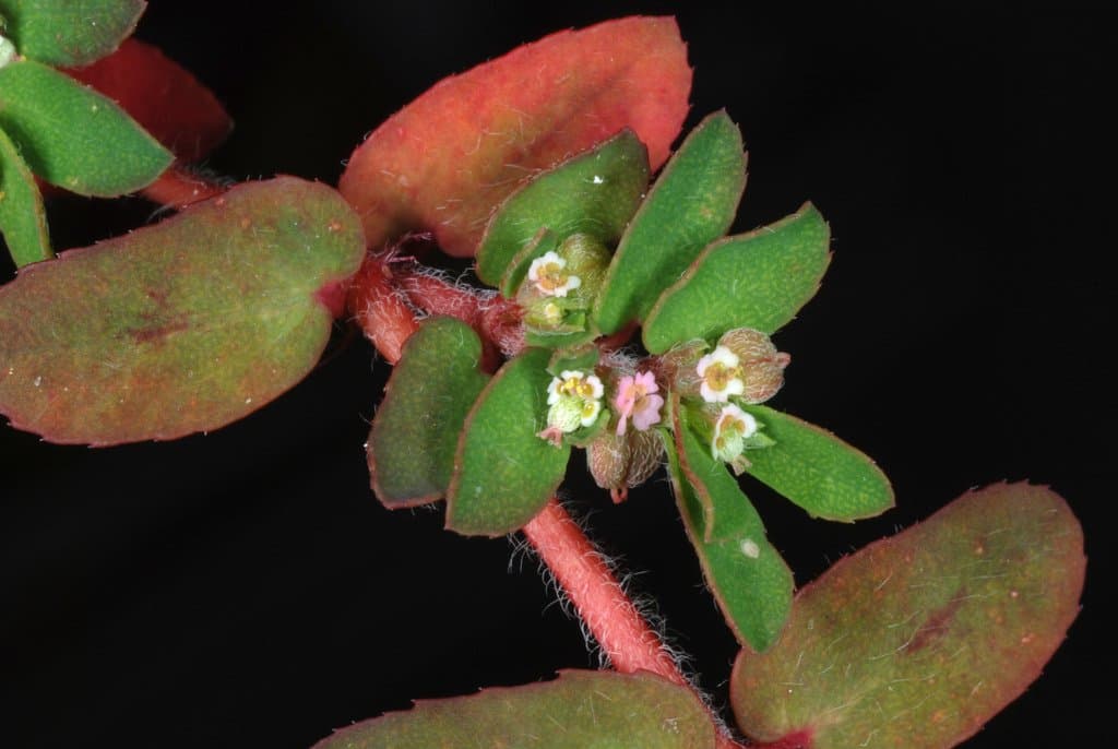 Euphorbia maculata L.