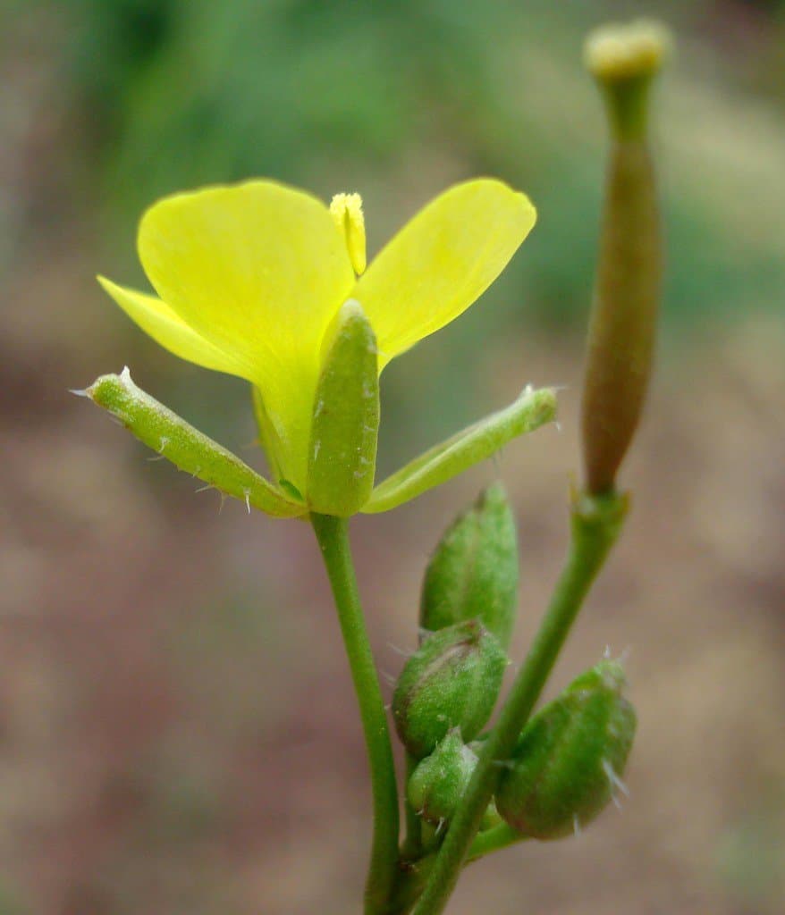 Diplotaxis muralis (L.) DC.