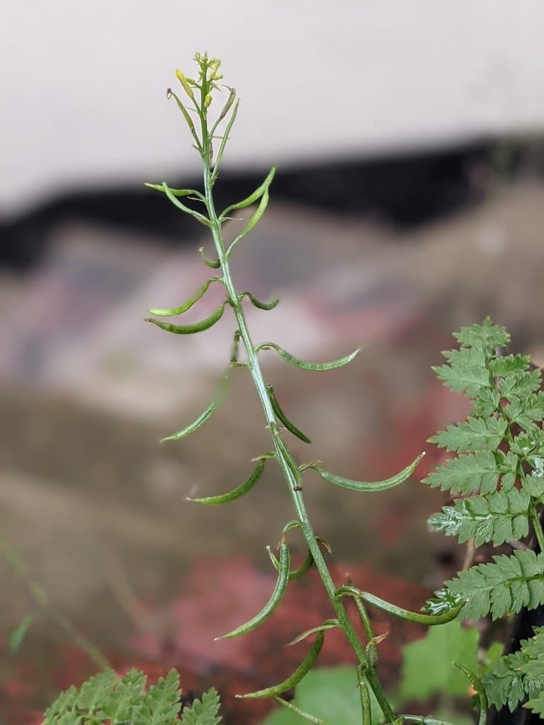 Corydalis cheilanthifolia Hemsl.