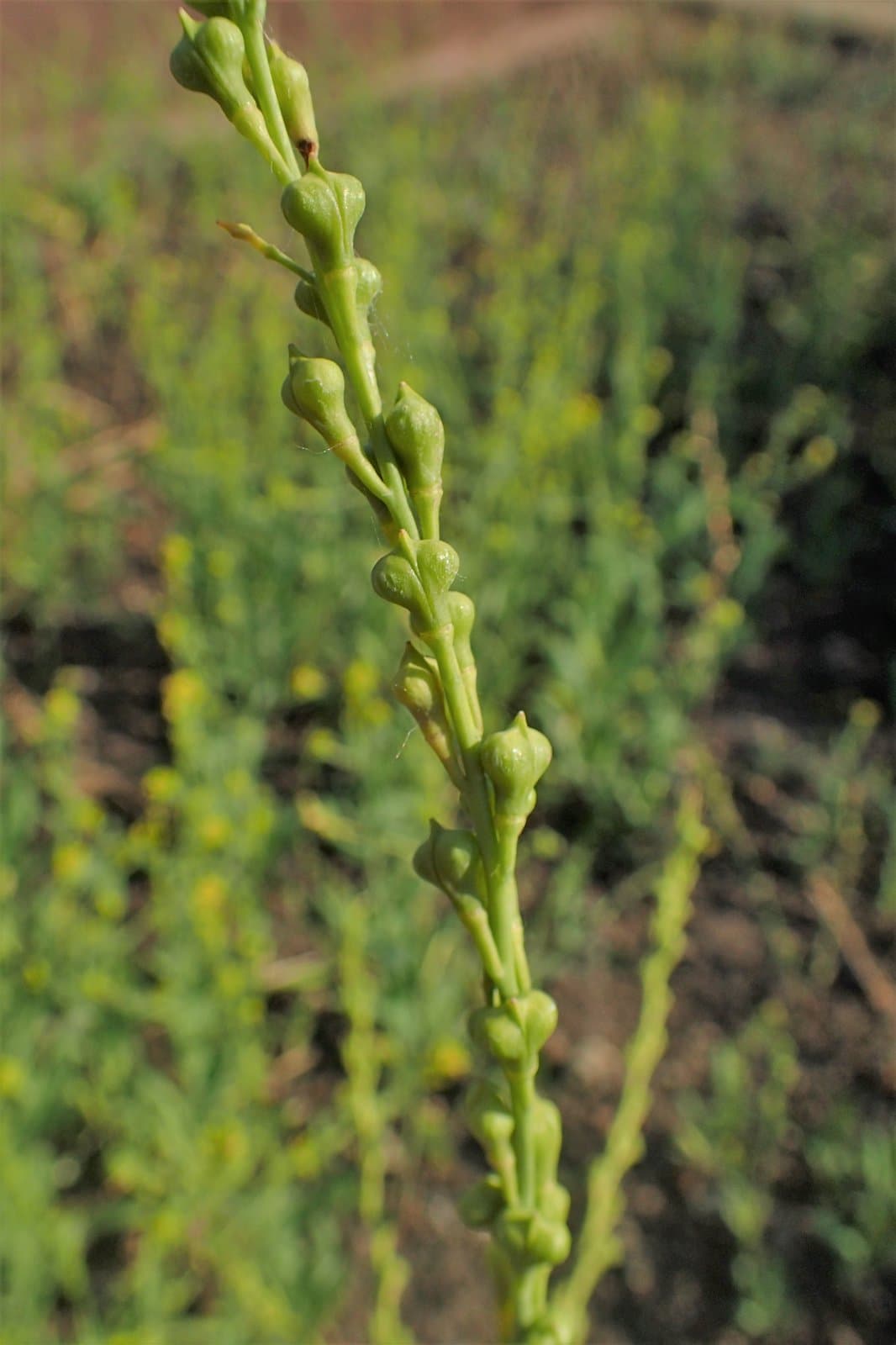 Myagrum perfoliatum L.