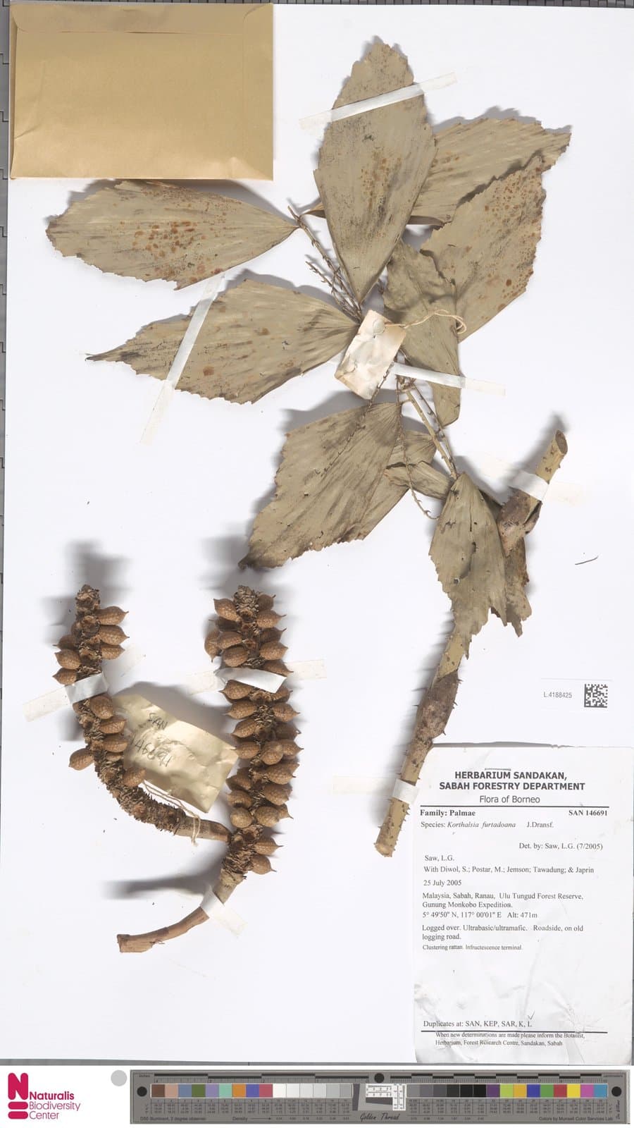 Korthalsia furtadoana J.Dransf.