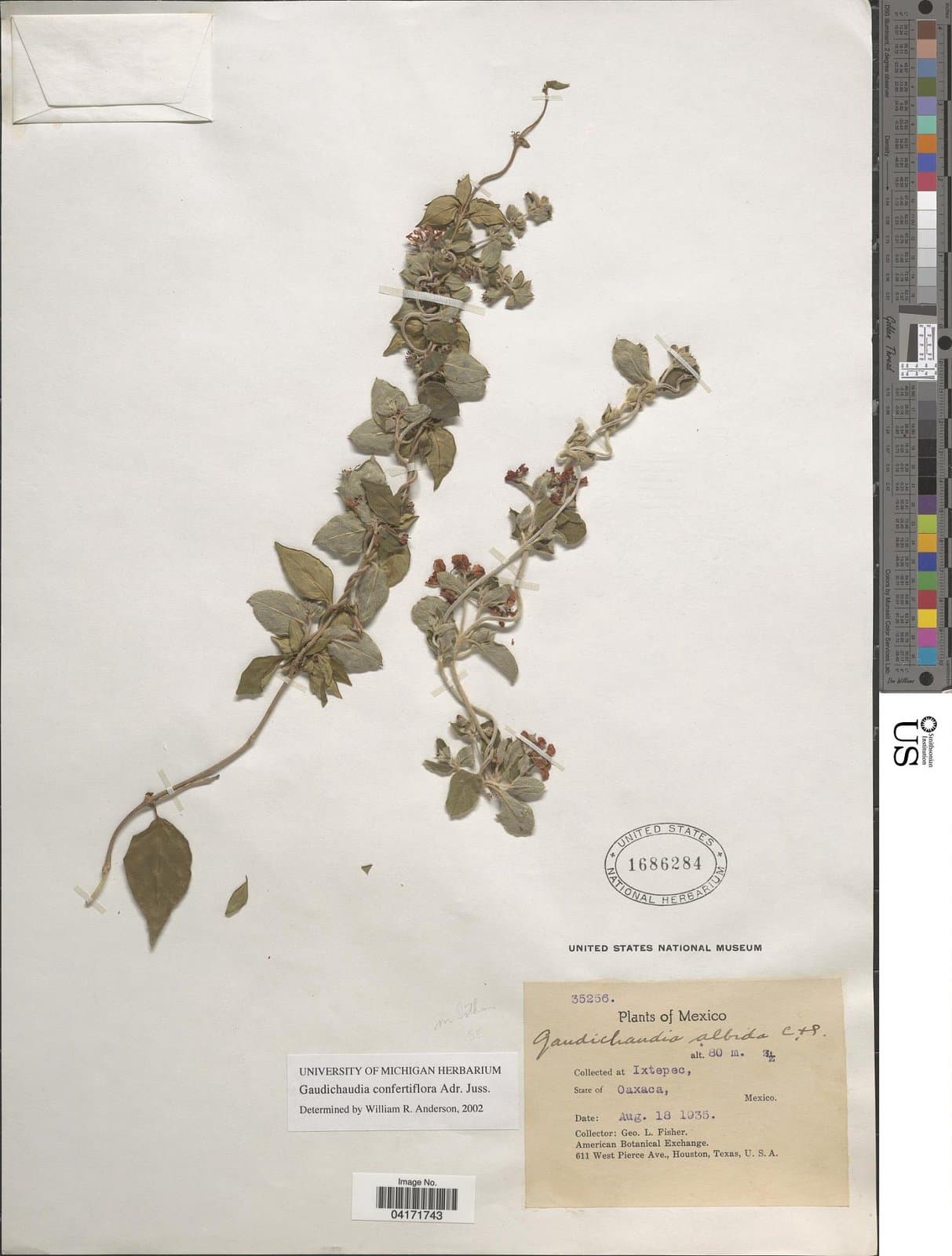 Gaudichaudia congestiflora A.Juss.