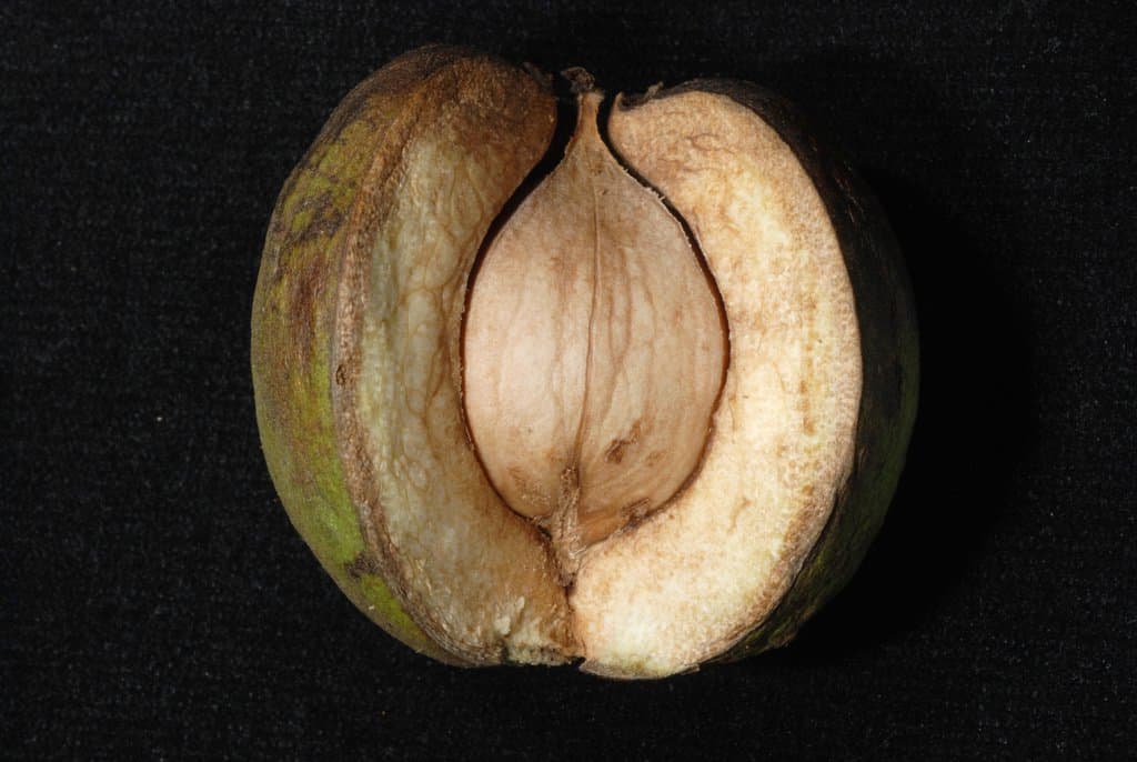 Carya ovata (Mill.) K.Koch