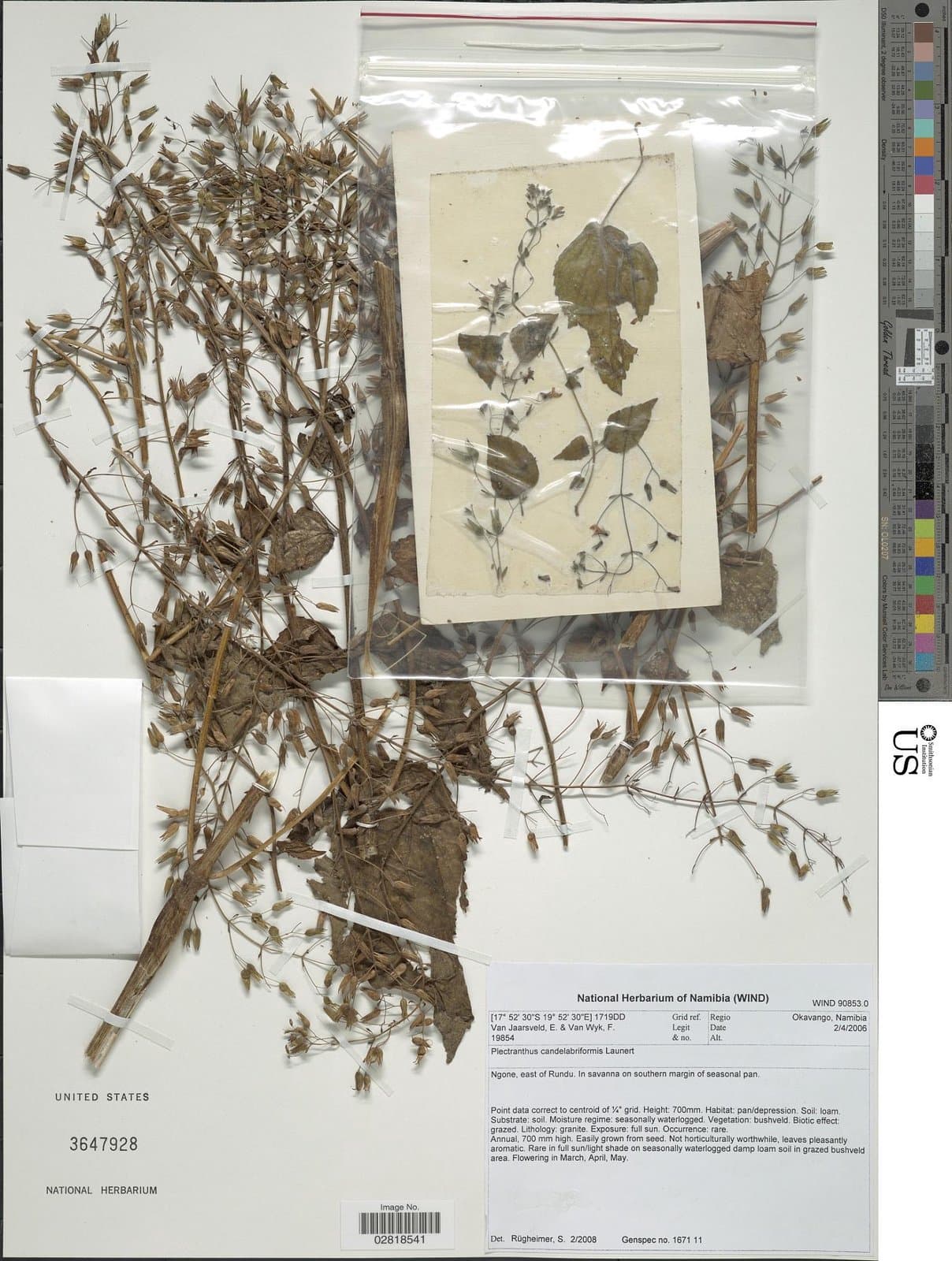 Equilabium candelabriforme (Launert) Mwany. & A.J.Paton