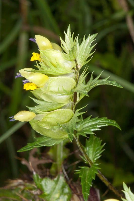 Rhinanthus glacialis Personnat