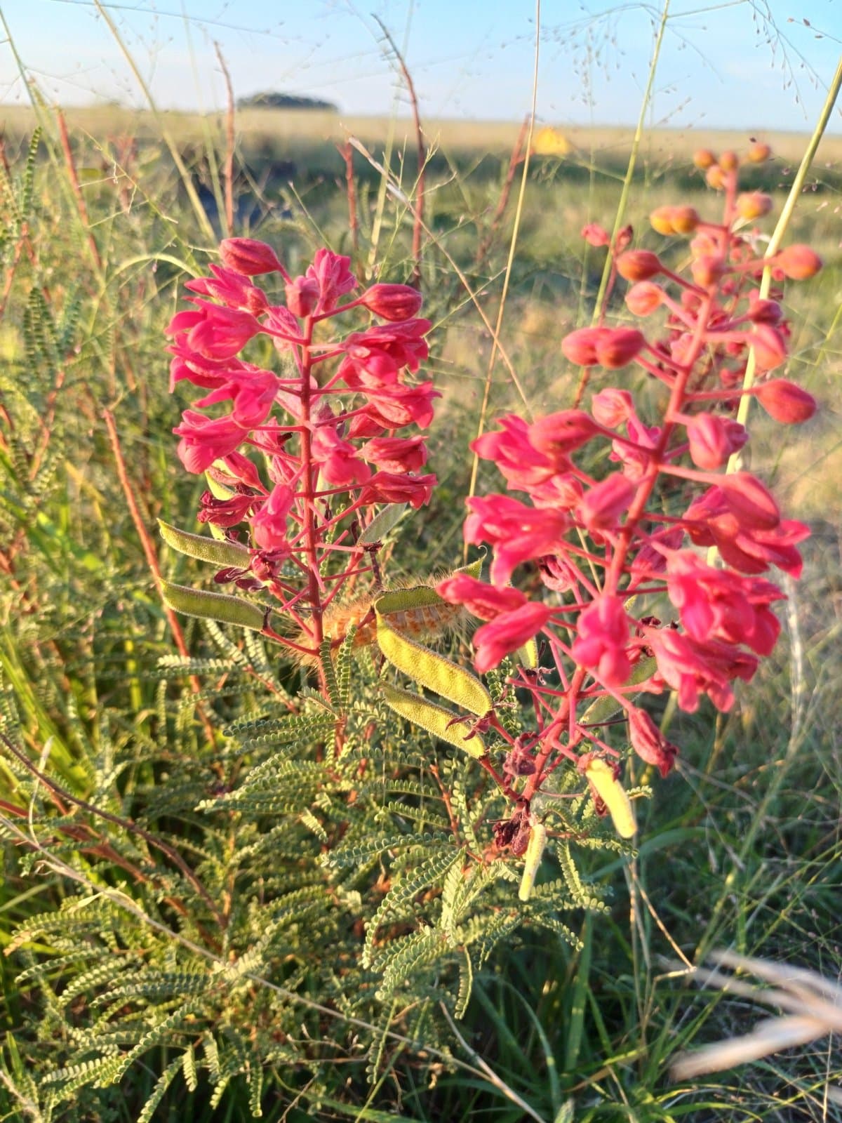 Pomaria rubicunda (Vogel) B.B.Simpson & G.P.Lewis