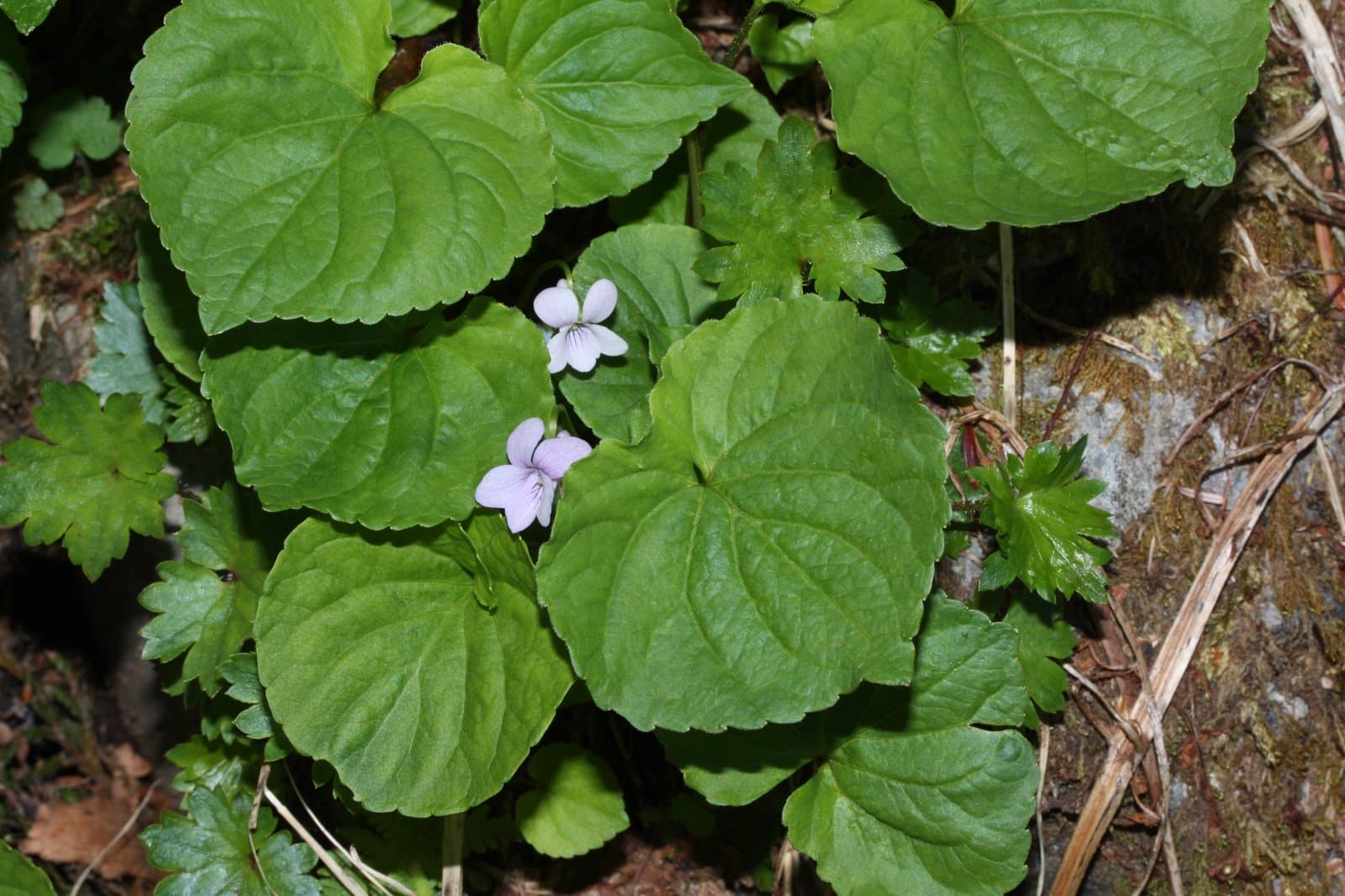 Viola palustris L.