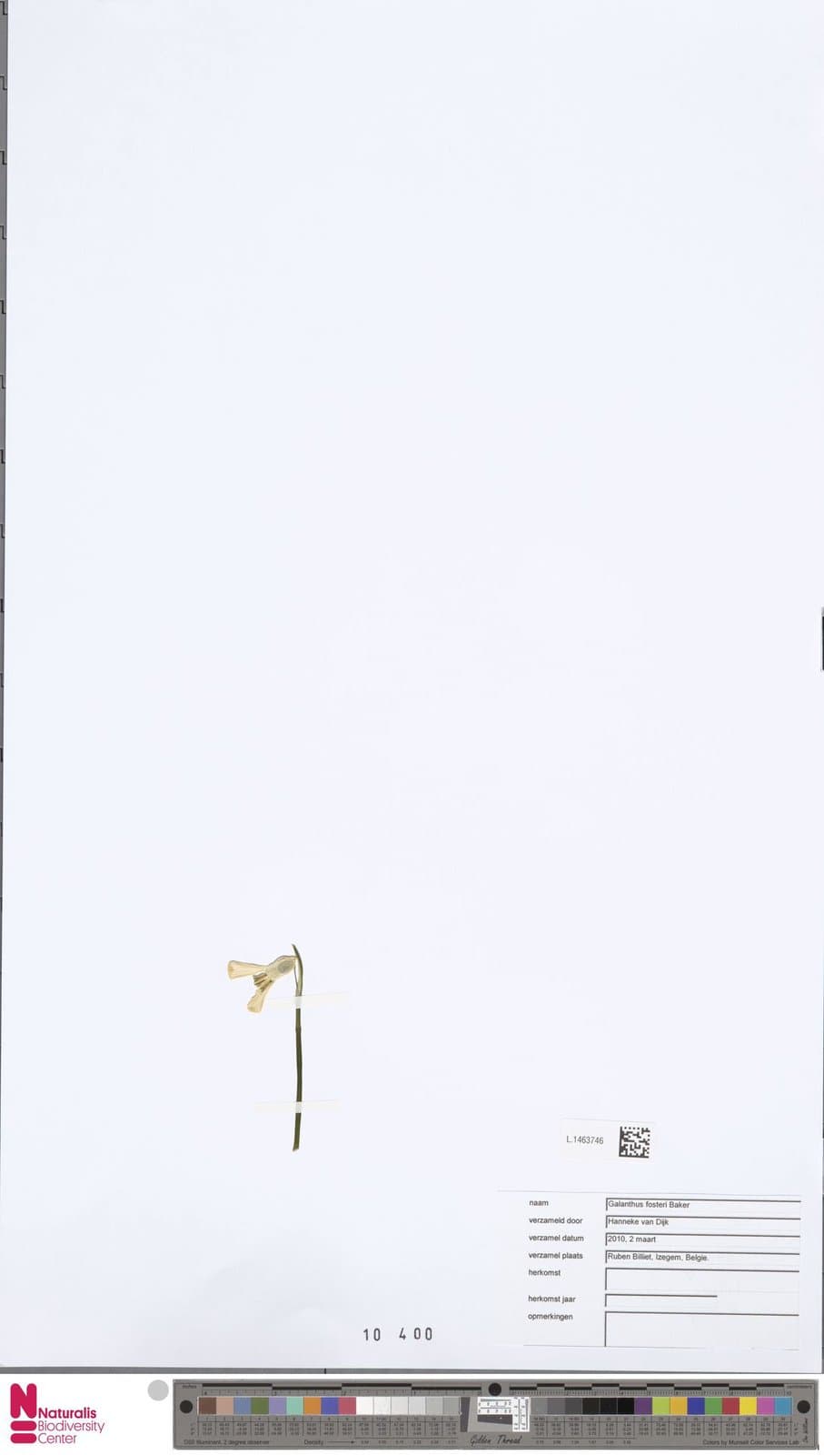 Galanthus fosteri Baker