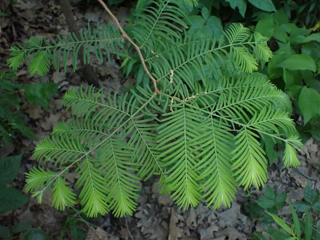 Metasequoia glyptostroboides H.H.Hu & W.C.Cheng