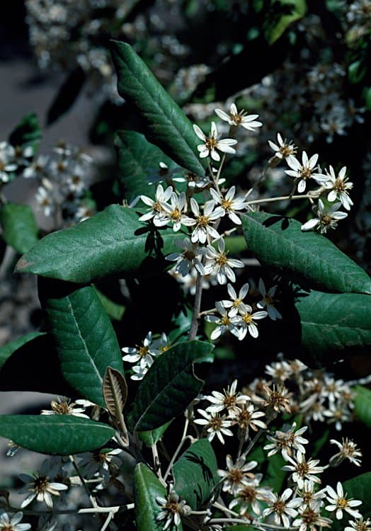 Olearia cydoniifolia (DC.) Benth.