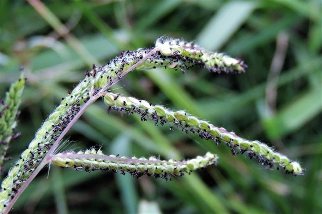 Paspalum dilatatum Poir.