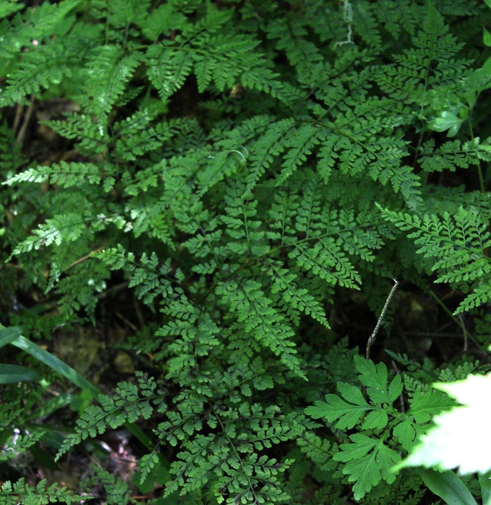 Cystopteris sudetica A.Braun & Milde