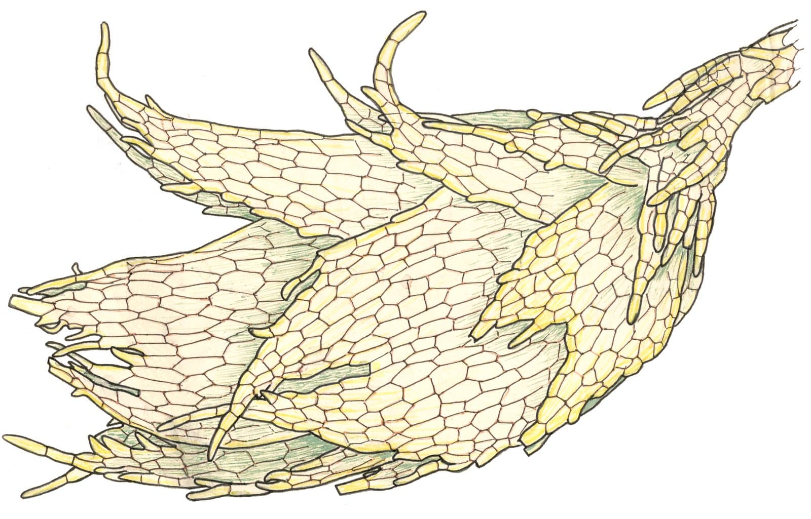 Marsupella sprucei (Limpr.) Bernet
