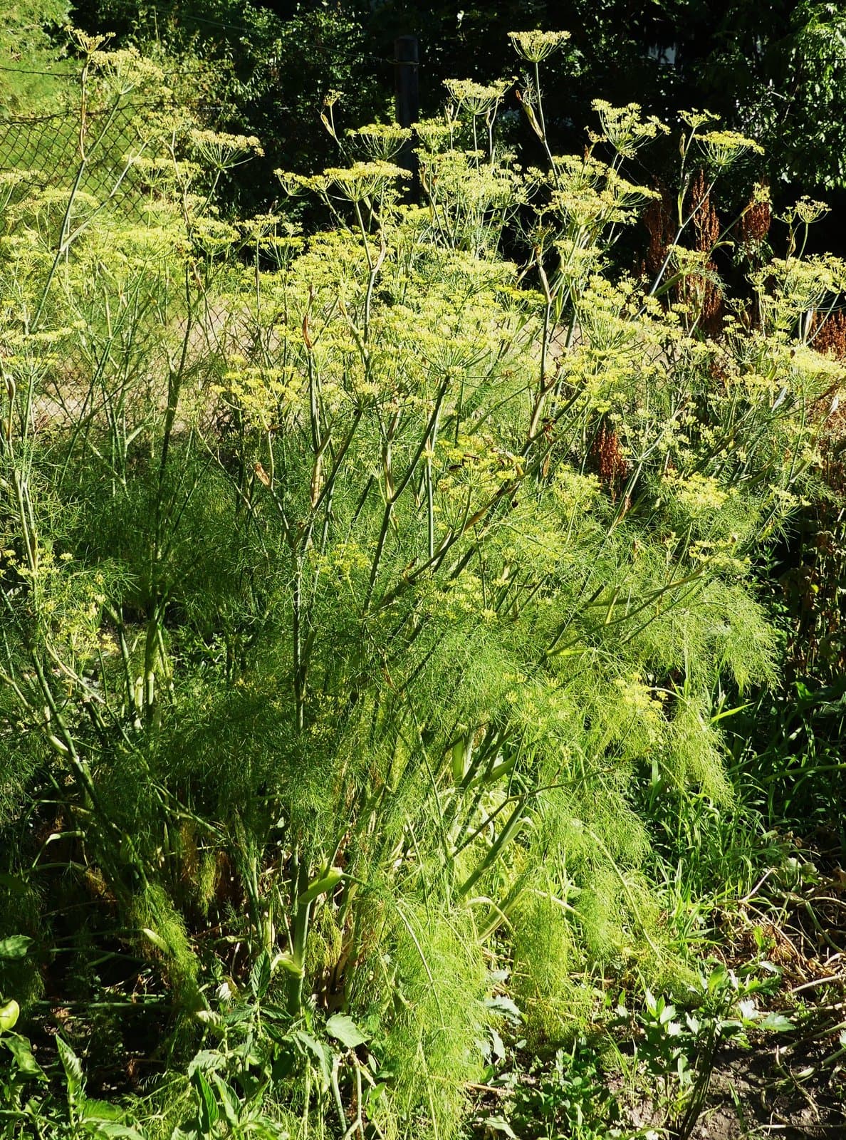 Foeniculum vulgare Mill.