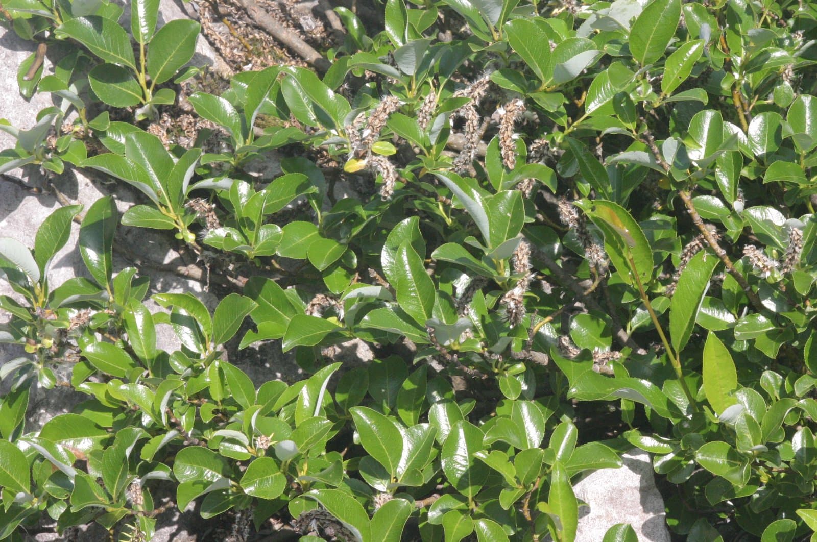 Salix glabra Scop.