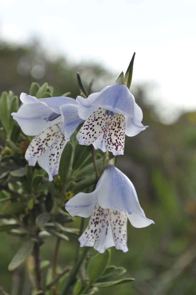 Gladiolus caeruleus Goldblatt & J.C.Manning