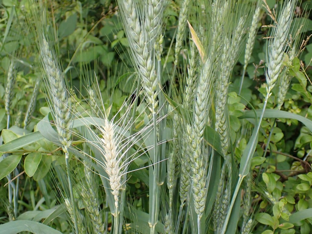 Triticum aestivum L.