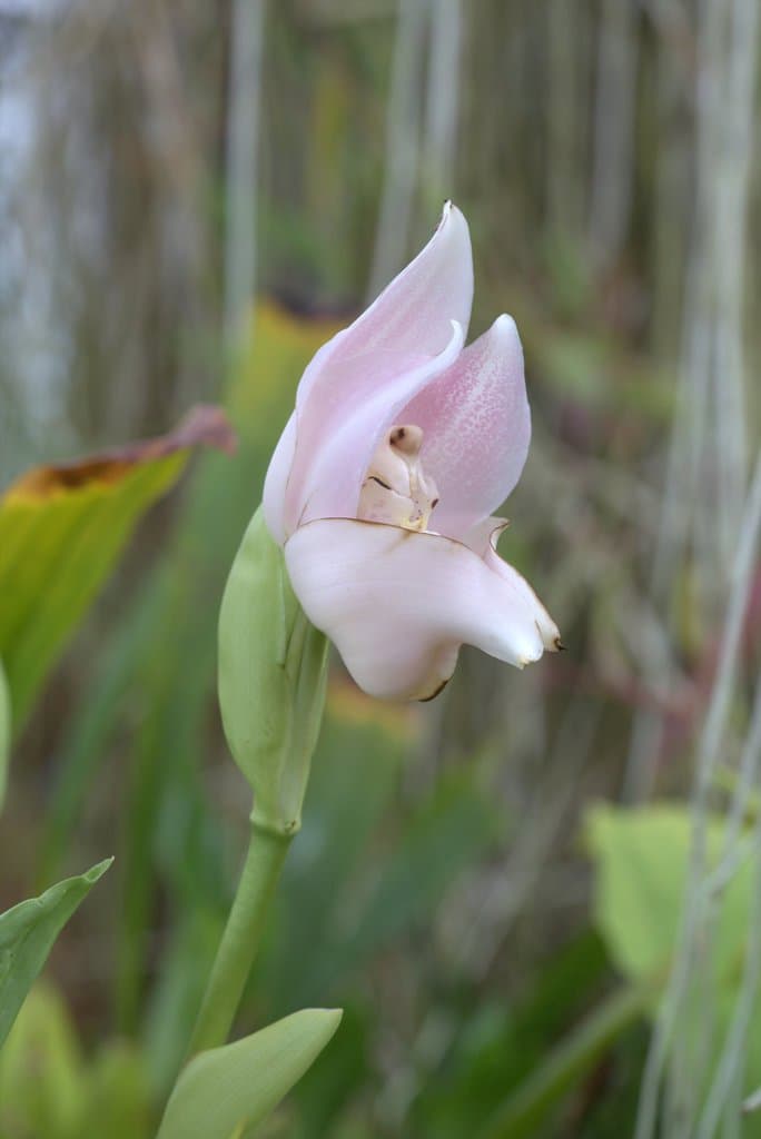 Anguloa uniflora Ruiz & Pav.