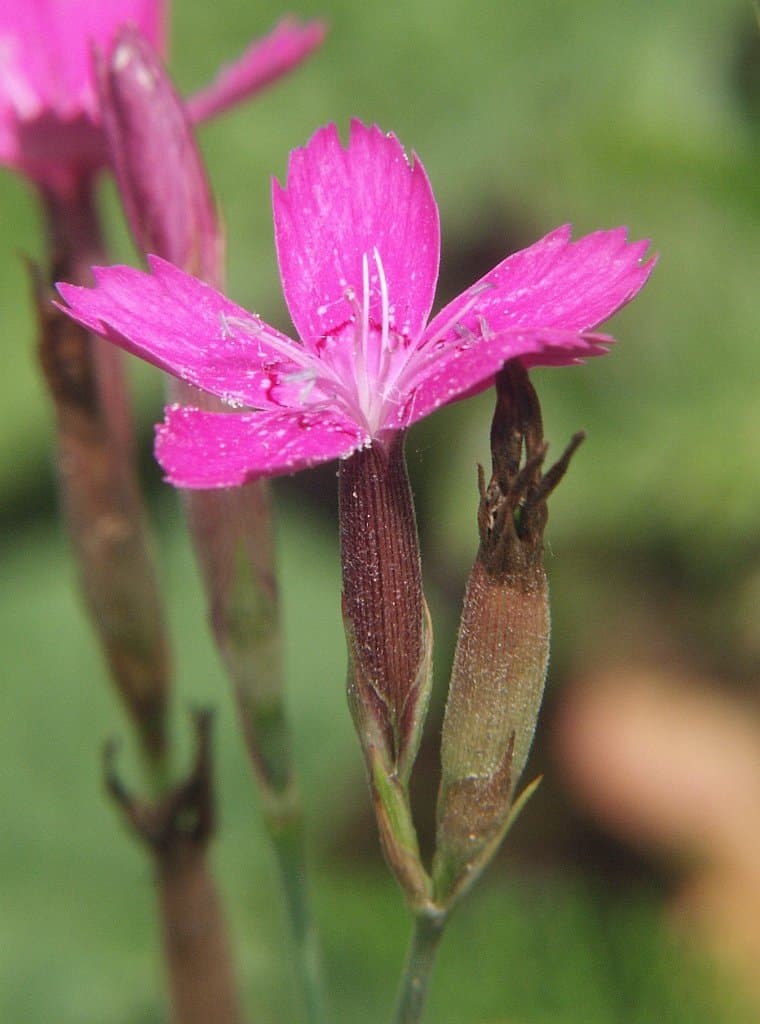 Dianthus deltoides L.