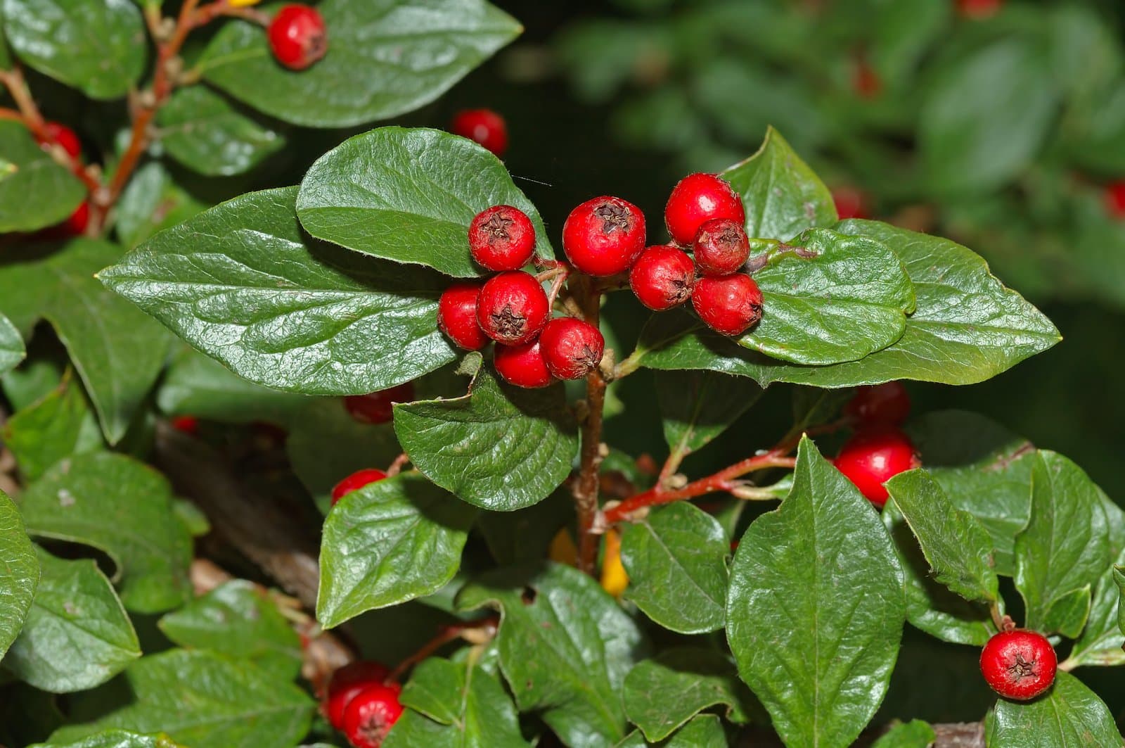 Cotoneaster acuminatus Lindl.