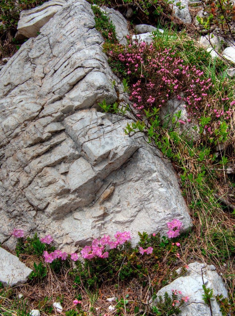 Erica carnea L.