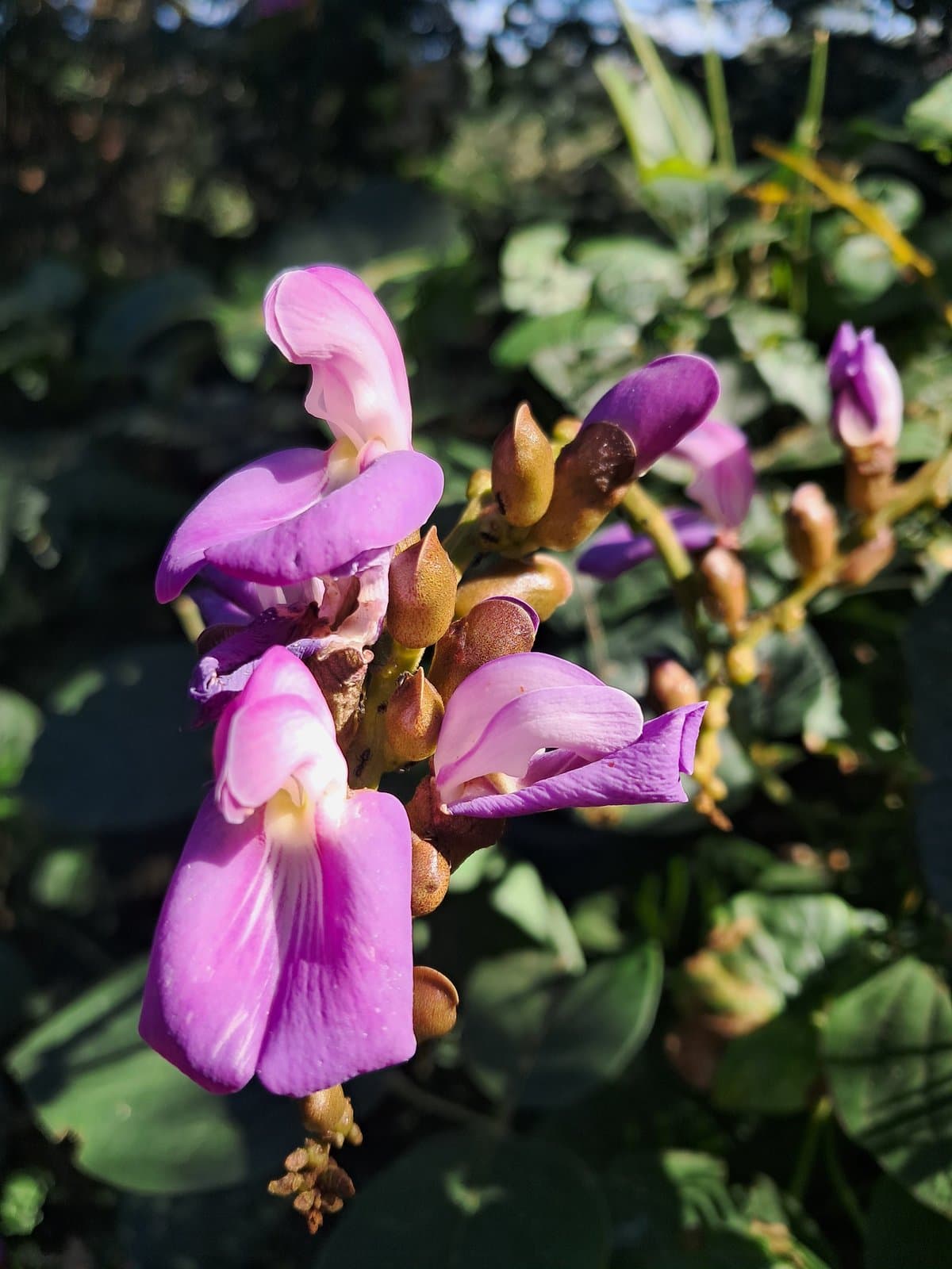 Canavalia africana Dunn