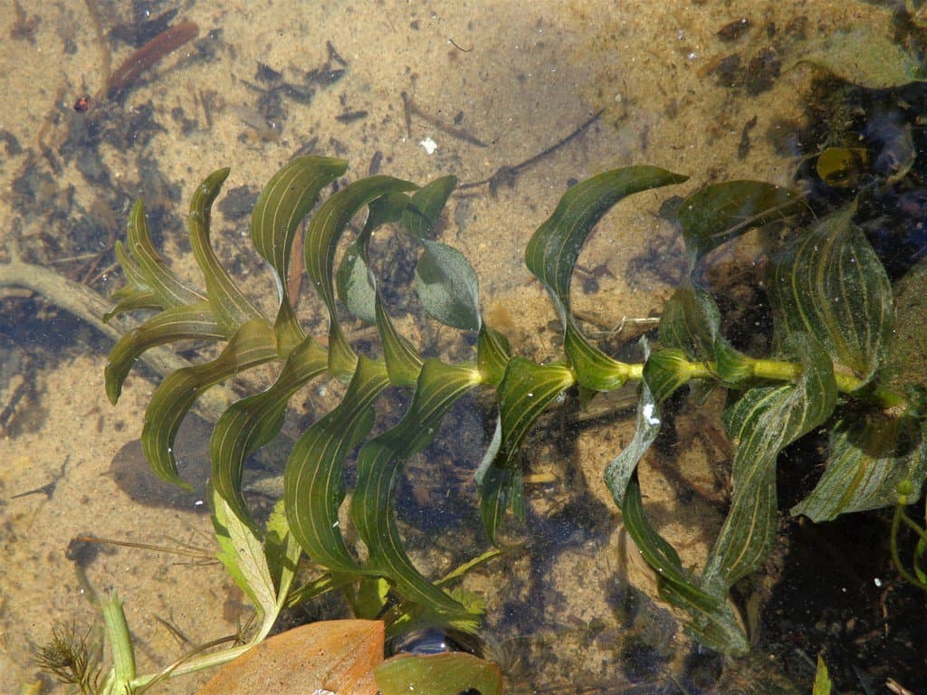Potamogeton perfoliatus L.