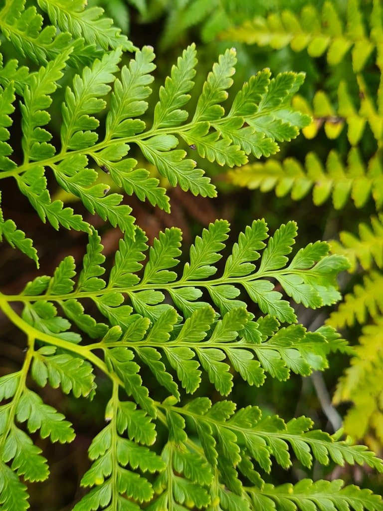 Culcita macrocarpa C.Presl