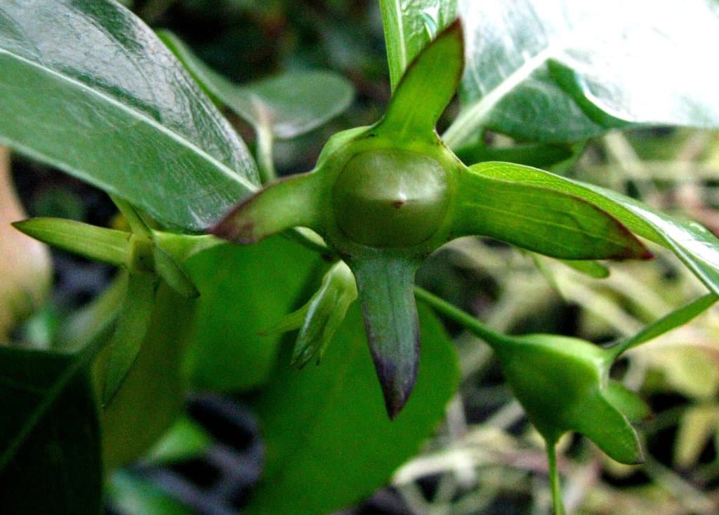 Kadua fluviatilis C.N.Forbes