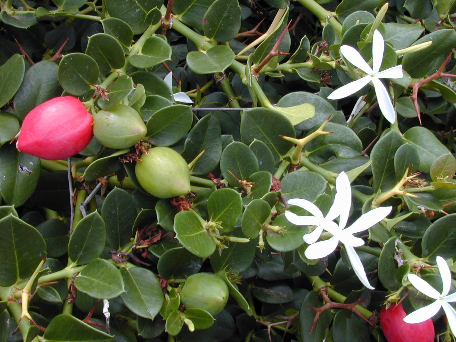Carissa macrocarpa (Eckl.) A.DC.