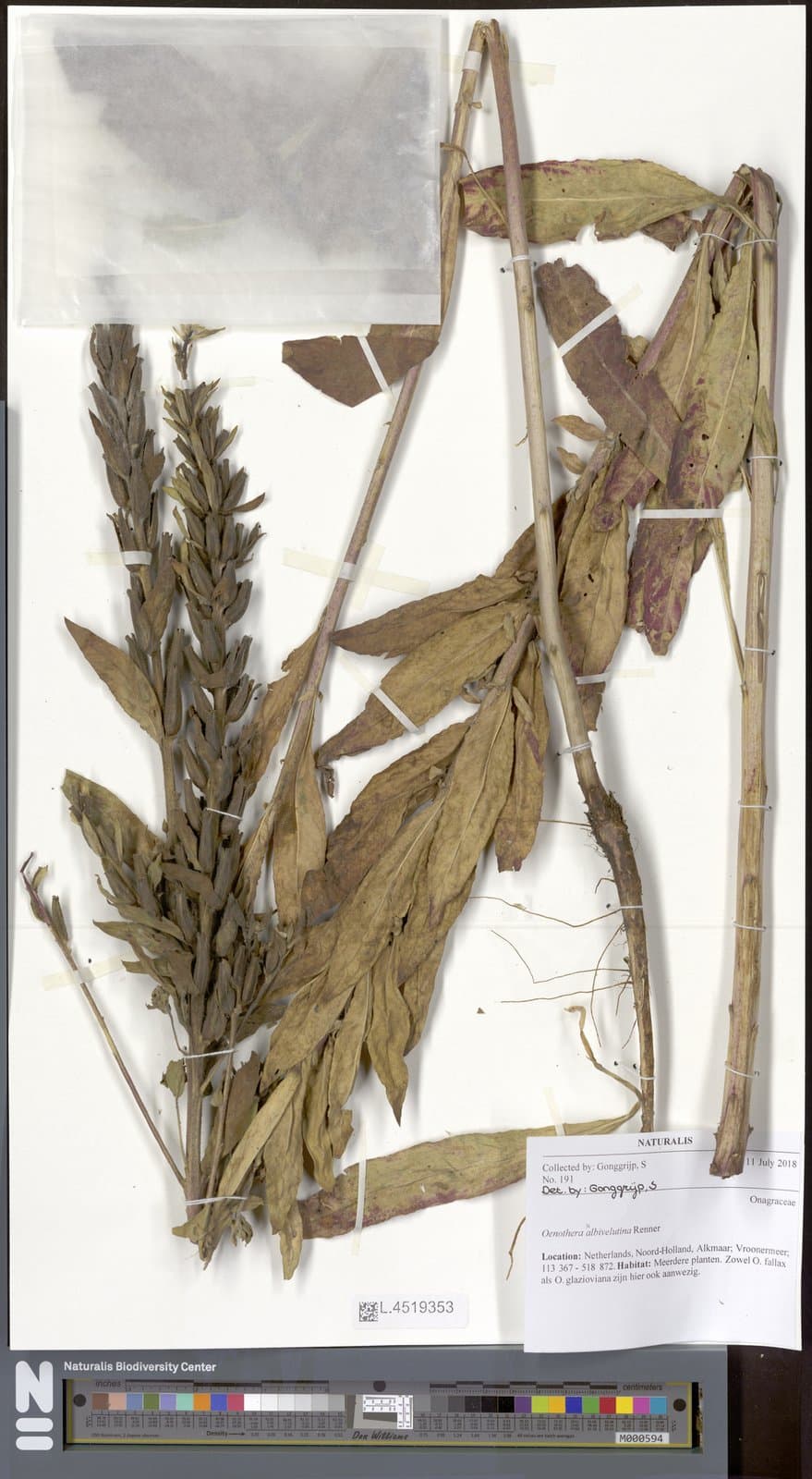 Oenothera ×albivelutina Renner